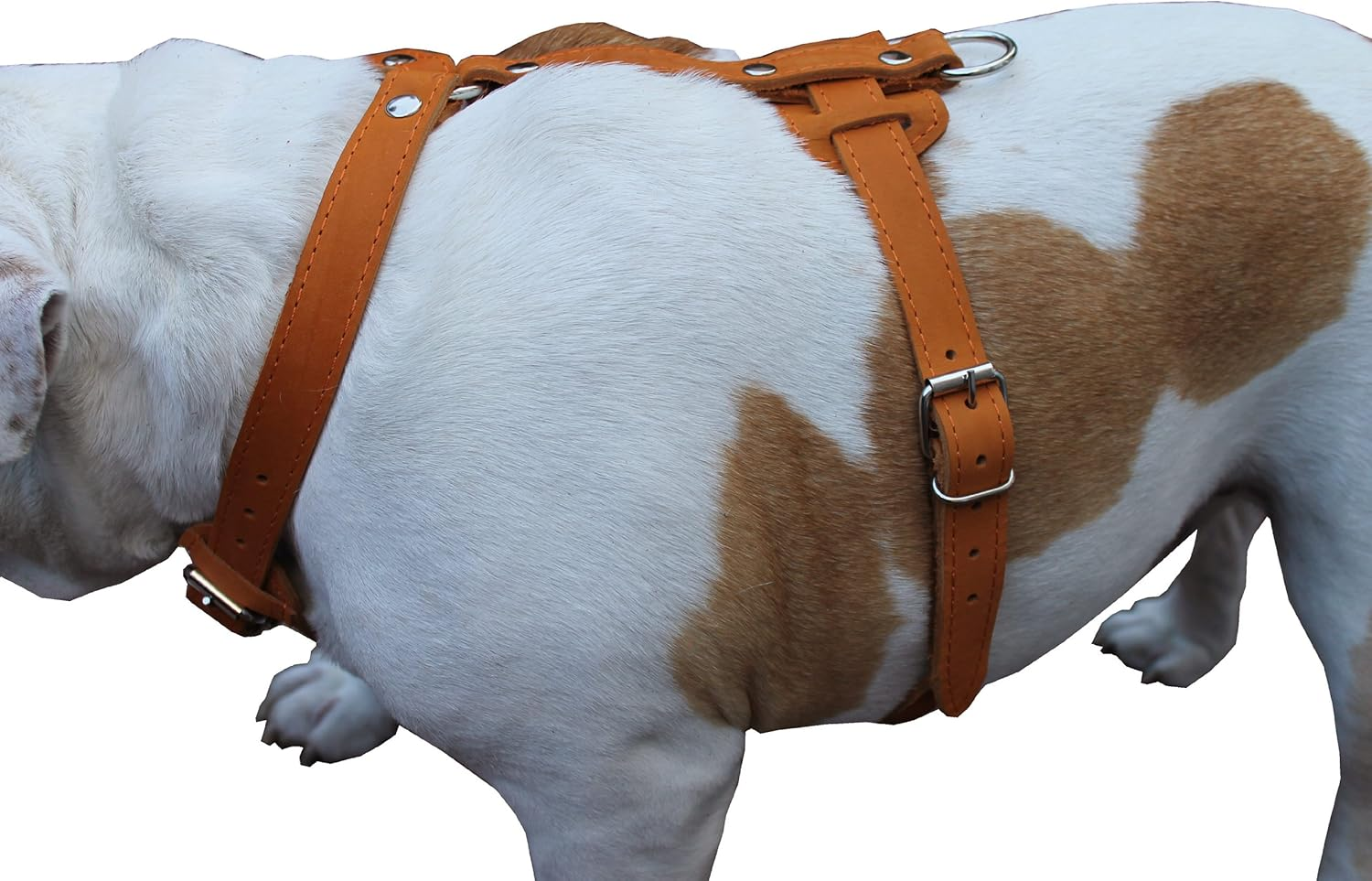 Genuine Leather Dog Harness 29-37 Chest 1 Wide Straps Doberman Pitbull Bullterrier