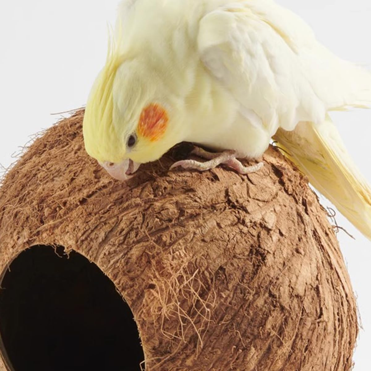 AIMALL Bird'S Nest Parrot Coconut Shell Nest Bed, Large Size Tiger Skin Peony Xuan Feng Pearl Bird Cage Special Warm Straw Toy, 13.5-15Cm (5.31-5.9 Inches) - Rope Type image number 6
