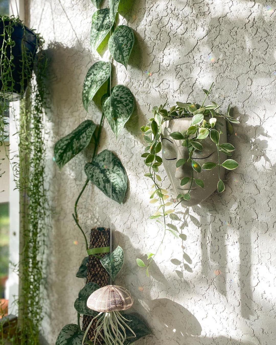 Bossa Linda Wall Planter | 7 Colors Avail | Unique Face Planters Pots Head Planter - Plant Gifts for Indoor Plant Lovers Gift Ideas - Face Planter Gifts for Plant Lovers, Succulent Plant Gift - Beige - Grey image number 2