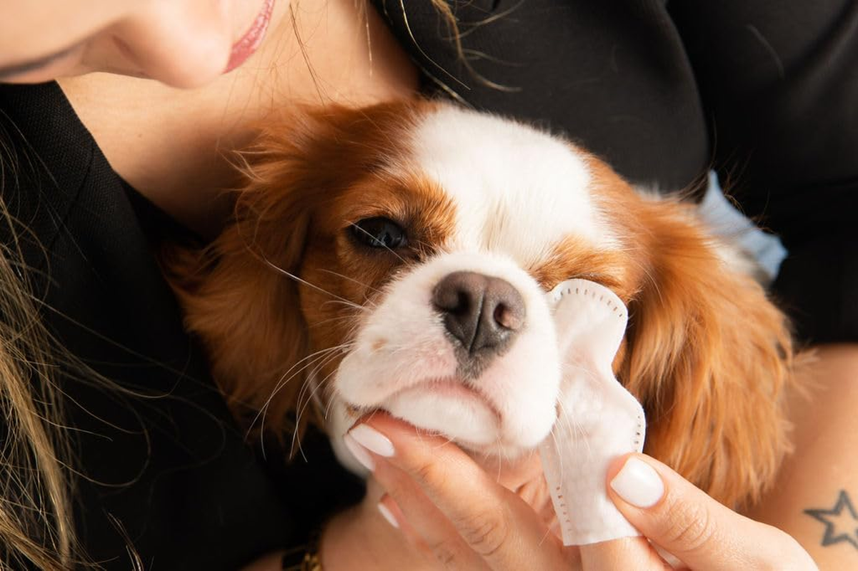 Pa & Paws Pet Eye Finger Wipes &ndash; 50Pcs | Gentle Tear Stain Remover for Dogs & Cats | Chamomile & Vitamin E | Alcohol-Free Eye Cleaning Pads for Pets