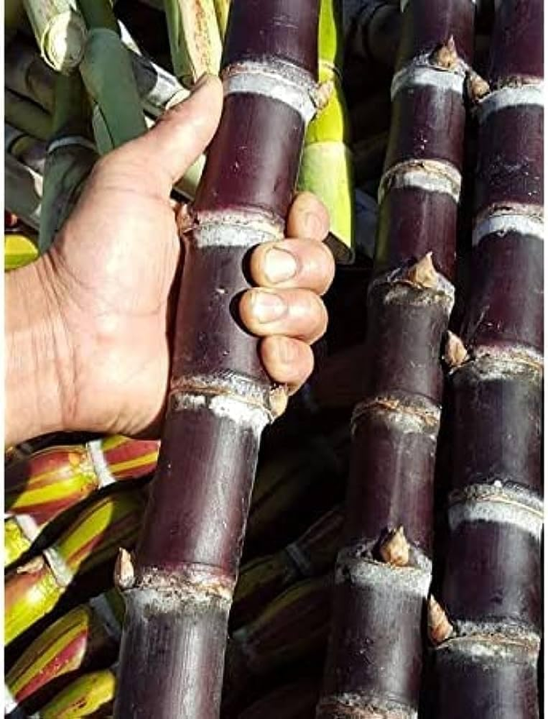 Raimaijon 100% Black Sugarcane Juice 240Ml 6Pack