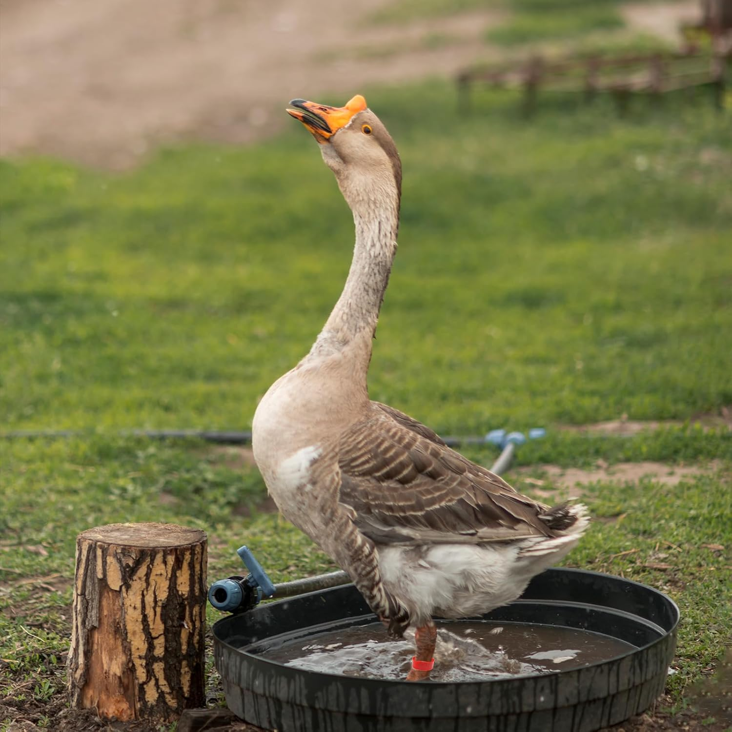 TEAONE Chicken Ring, 100 PCS Chicken Identification Tags for Birds, Ducks, Goosees (5 Colors, 2Cm/0.78In) image number 5