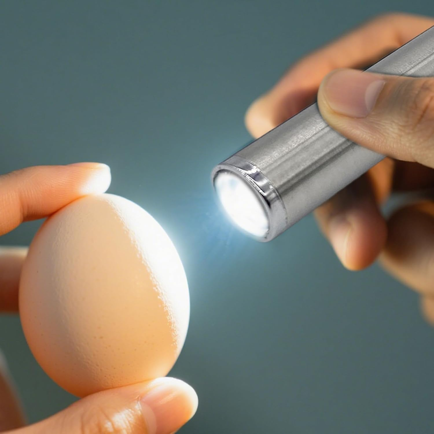 Egg Candler | Portable Egg Candler,Incubator Breeding Lamp for Home Incubation Projects Educational Demonstrations Poultry Care Backyard Chicken Farming image number 6