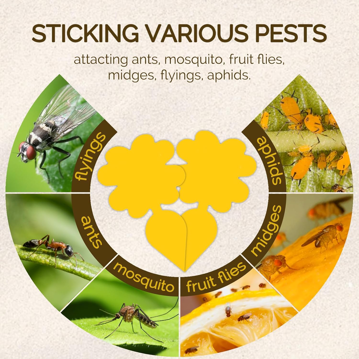 60 Pack Fruit Fly Sticky Trap,Portable Insect Traps for Mosquito Flies Moths,Waterproof Disposable Fly Sticker for Plant,Outdoor Indoor Use