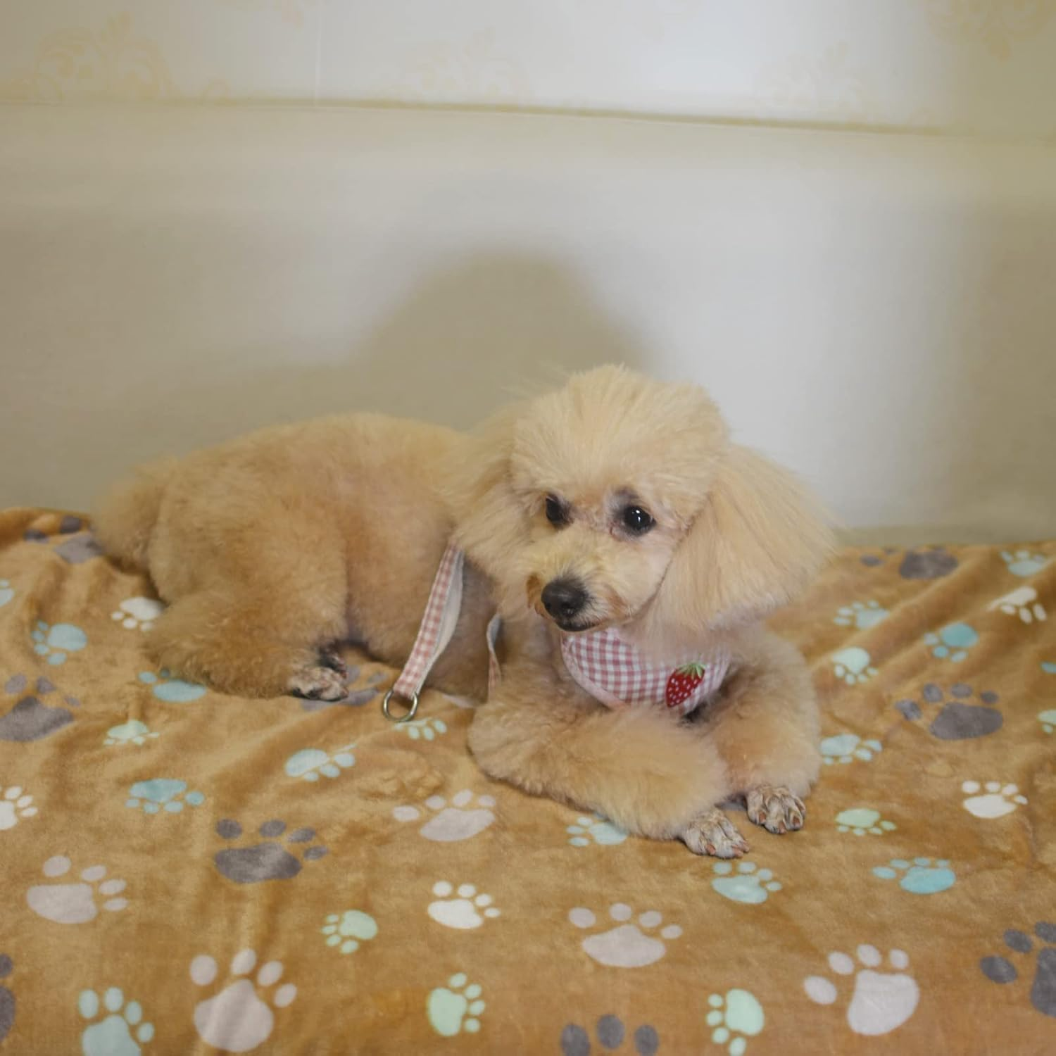 3Pcs Guinea Pig Blankets Small Animal Flannel Guinea Pig Cage Liners,Small Pet Sleep Blankets,Soft Puppy Sleep Blankets Small Puppy Sleep Blankets,Puppy Blankets Soft Warm Sleep Mat Puppy Blankets image number 5