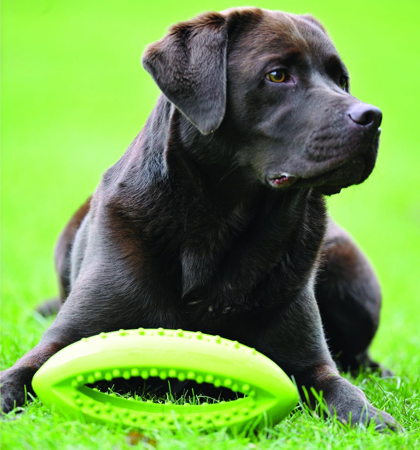 Grubber Rugby Ball, Bounce, Fetch & Tug Dog Toy image number 4