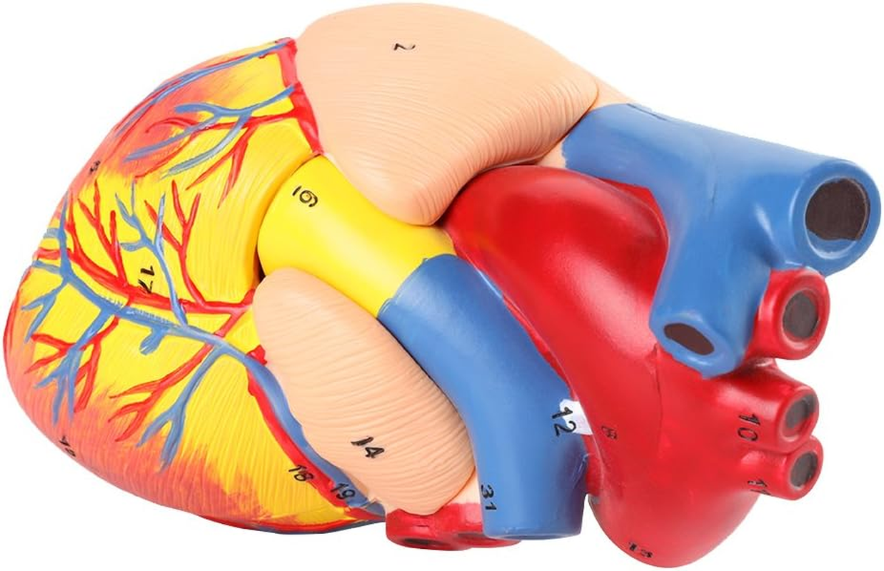 Heart Model, 491G with Base Life Size Anatomical Heart Model, Anatomical Study for Education