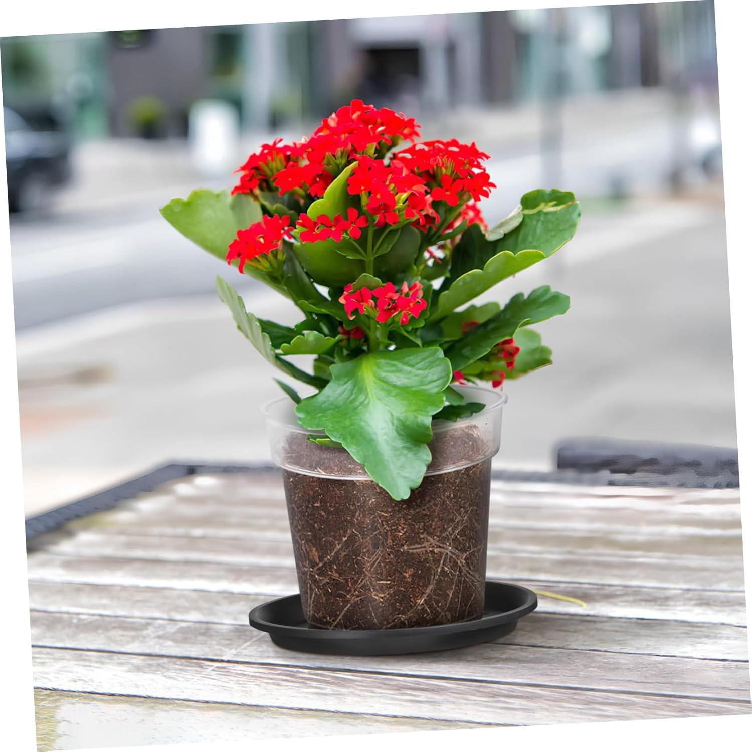 IWOWHERO 10Pcs Plant Pot Saucers round Drip Trays for Flower Pots Gardening Use Bonsai Water Trays Home Supplies image number 4