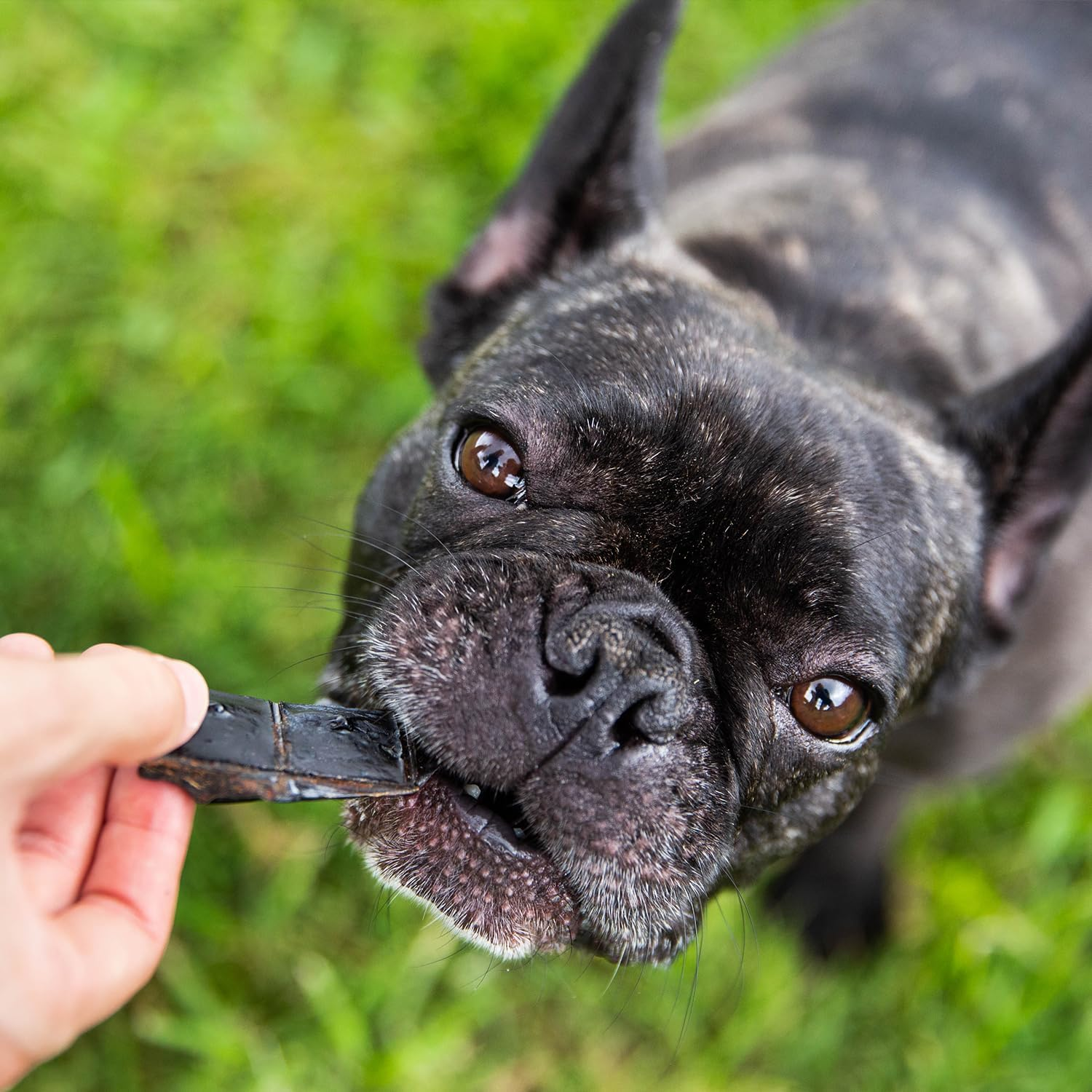 Beef Liver | Air-Dried Dog Treat, 100% Aussie Sourced & Made image number 4