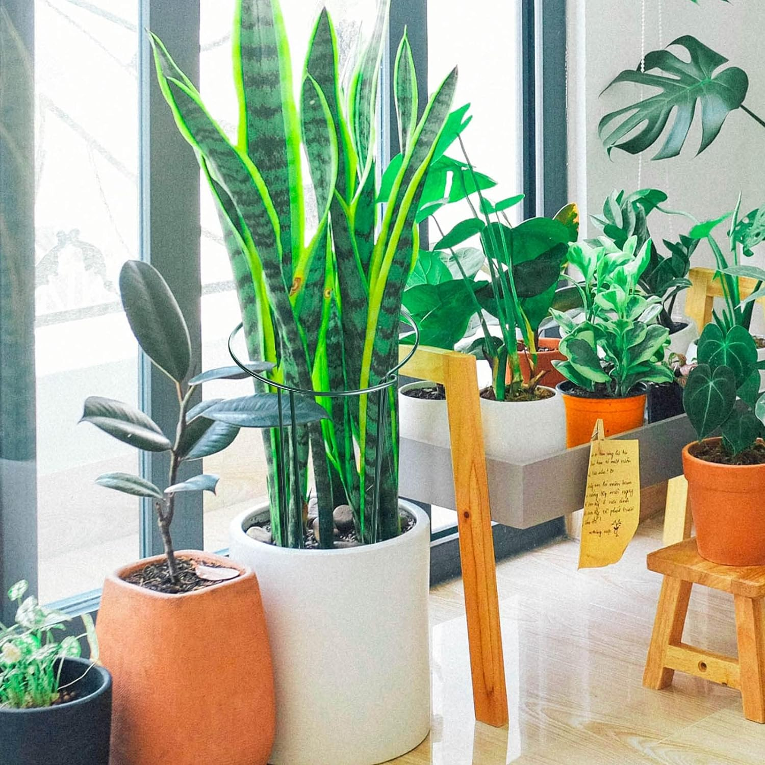 8 Pack Plant Support Stakes, Metal Peony Cages and Supports, Outdoor Garden Stakes Plant Cage, Large Plant Support Rings for Tomato,Rose,Flowers Vine,Indoor Tall Plants (10" W X 15.8" H) image number 5