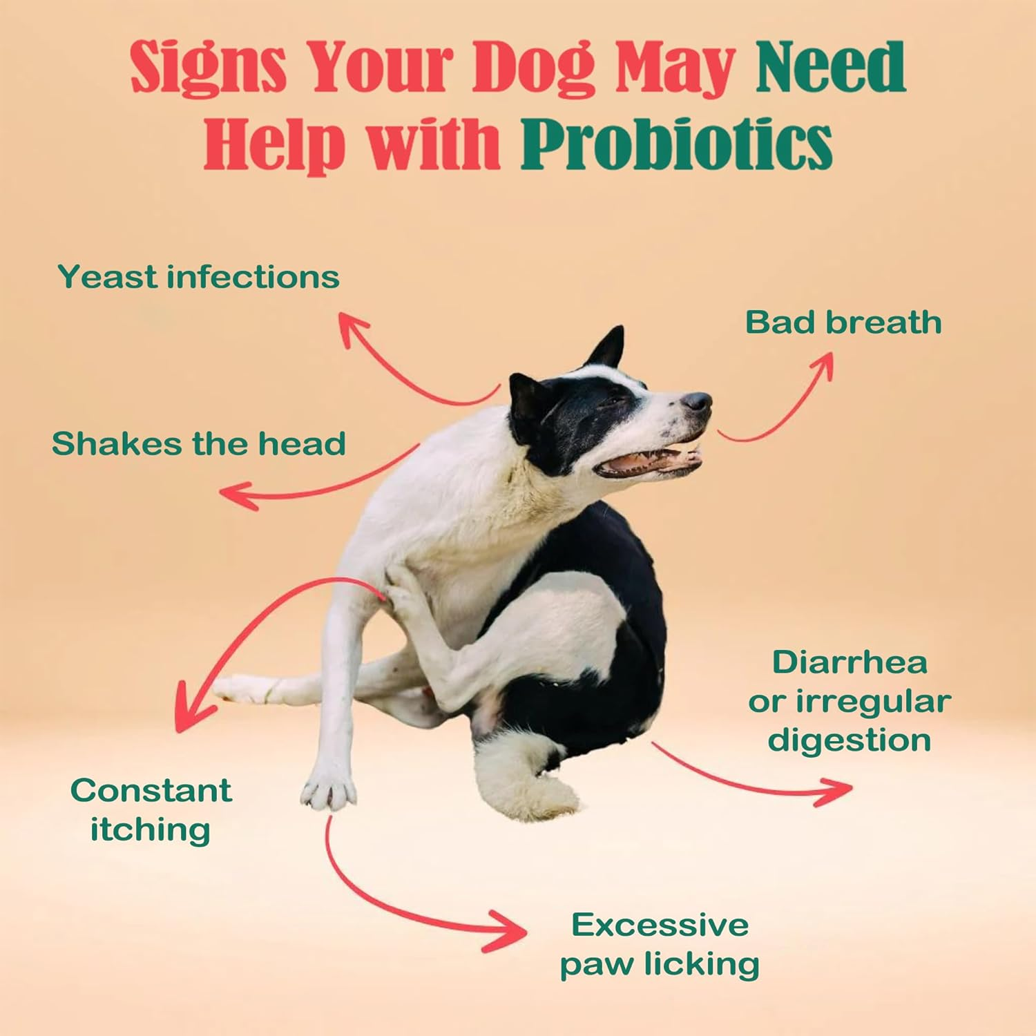 Wikiray Probiotics for Dogs &ndash; Soft Chews for Digestive Health & Immunity | 120 Chews | 3 Billion CFU, Pumpkin, Enzymes, Vitamins & Prebiotics | Made with Natural Ingredients image number 6