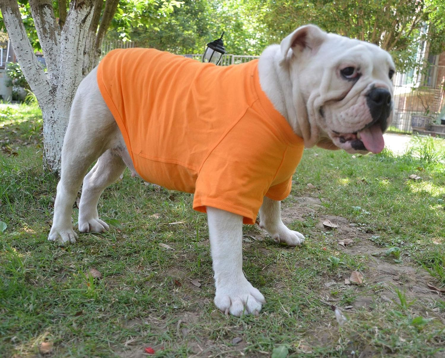 Lovelonglong Bulldog Clothes Dog Clothing Blank T-Shirt Tee Shirts for French Bulldog English Bulldog American Pit Bull Pugs 100% Cotton Skin Care Orange B-M image number 3