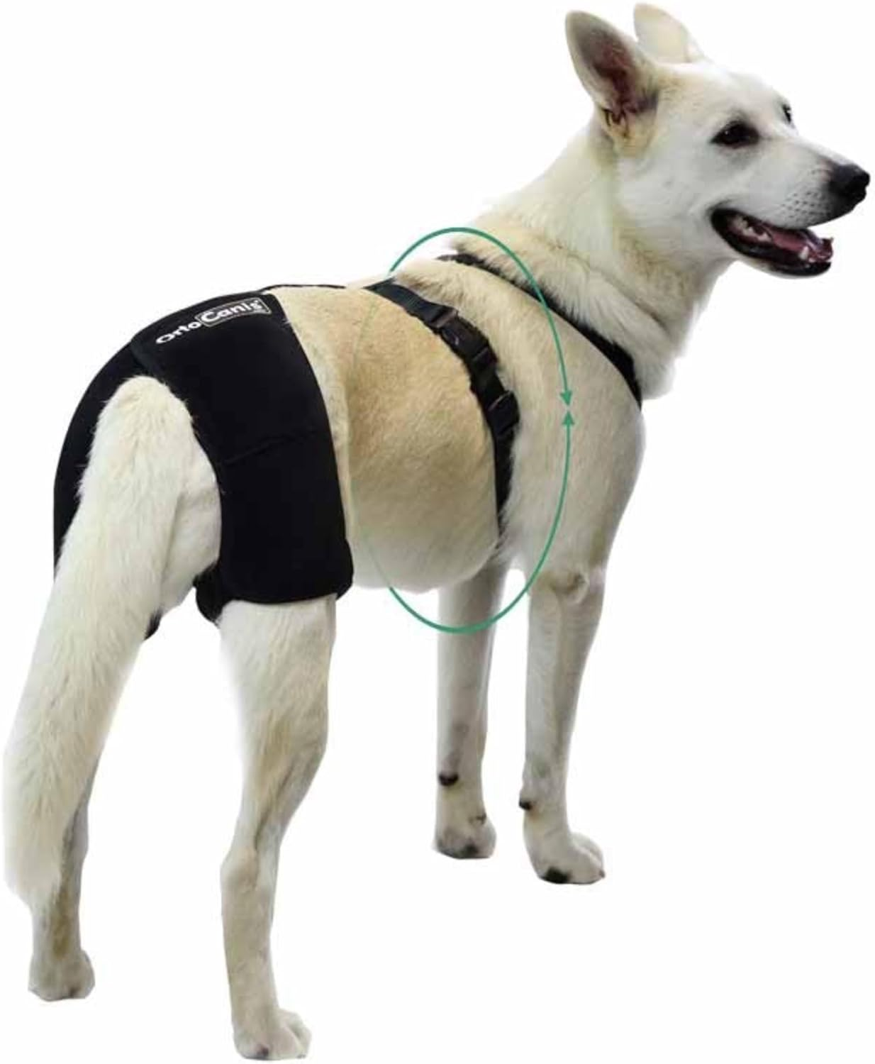 Ortocanis Hip Support for Dogs - Size S image number 4