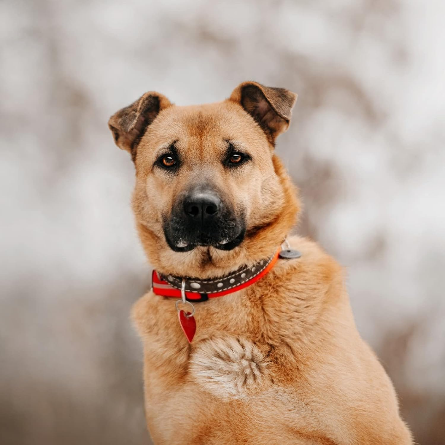 HACRAHO Pet ID Tags, 20 PCS Colorful Dog ID Tags Double Sided Pet Name Phone Number ID Tags with 20 PCS Key Rings for Dogs and Cats, Heart Shape image number 5