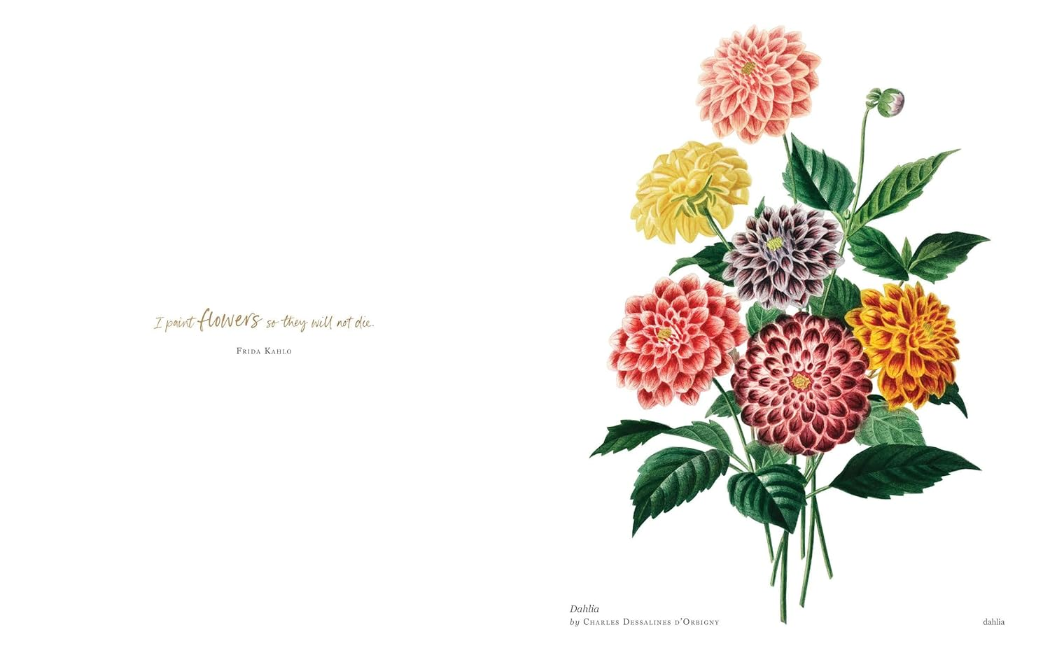 Biblioflora: a Celebration of Floral Beauty in Botanical Art image number 6