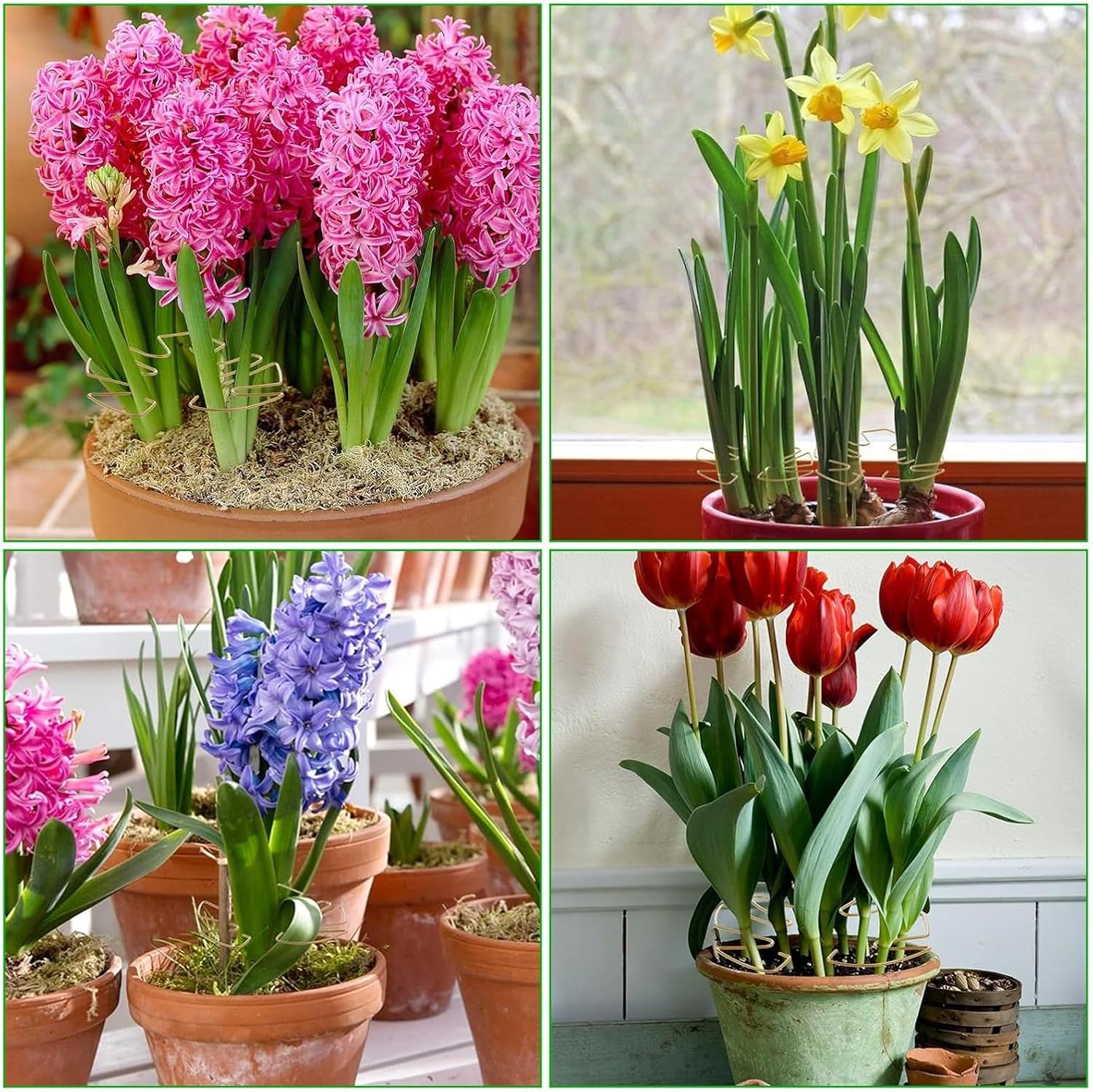 Zalizr 5 PCS Plant Stem Support, Metal Monstera Stabilizer Grapple Holder, Durable Turtle Shell Bamboo Support for Healthy Growth, Easy-To-Use Wear-Resistant Plant Stabilizer (Gold, 16X18 CM) image number 1