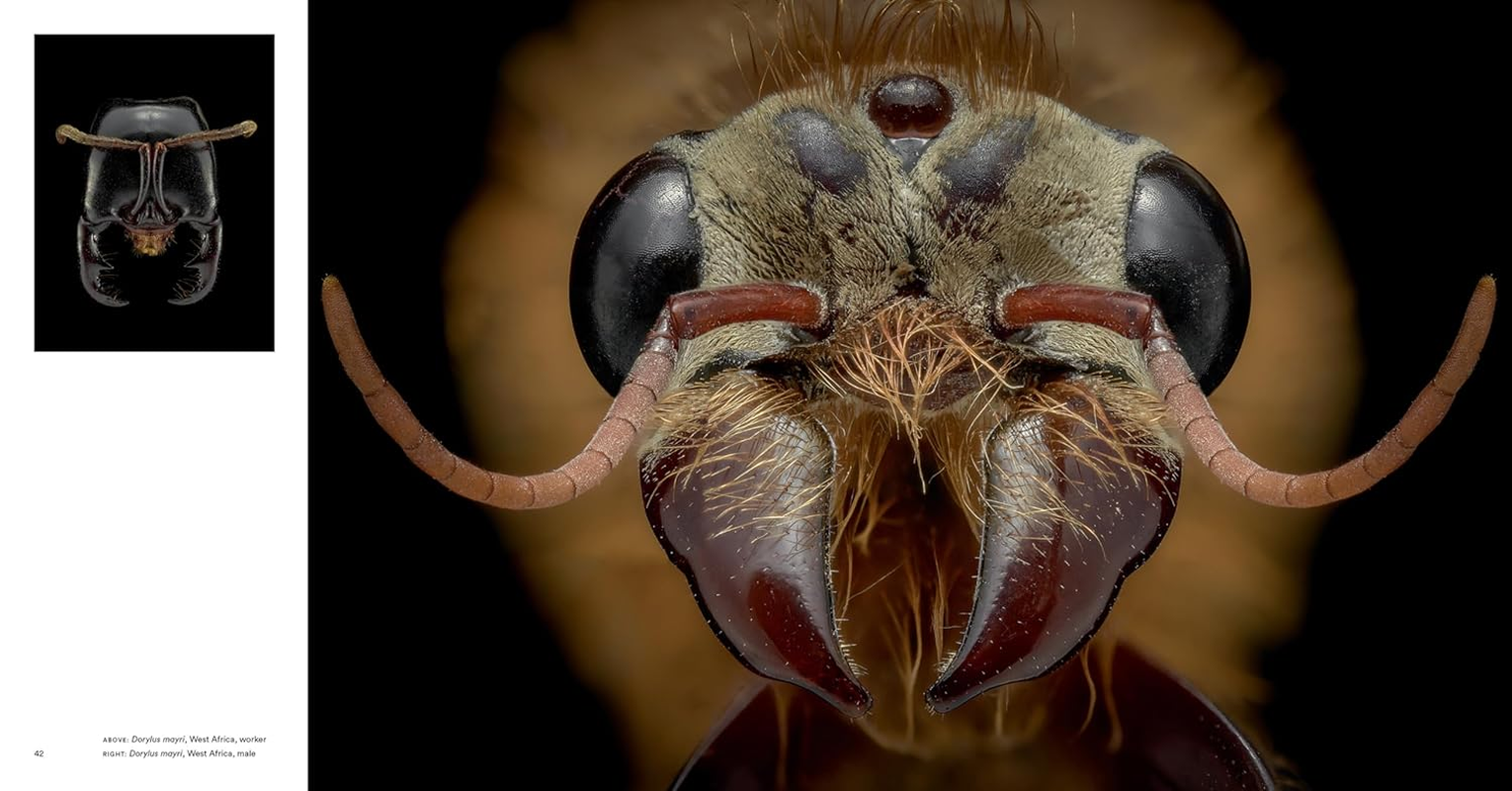 Ants:Workers of the World image number 4