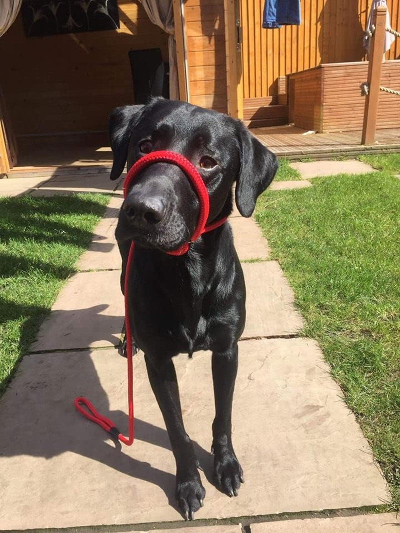 No More Pulling! anti Pull Lead Field Figure 8 / Halter/Head Collar One Size Fits All Super Soft Braided Nylon Comfortable Make Your Walks More Enjoyable -Instructions Included (Pink) image number 1