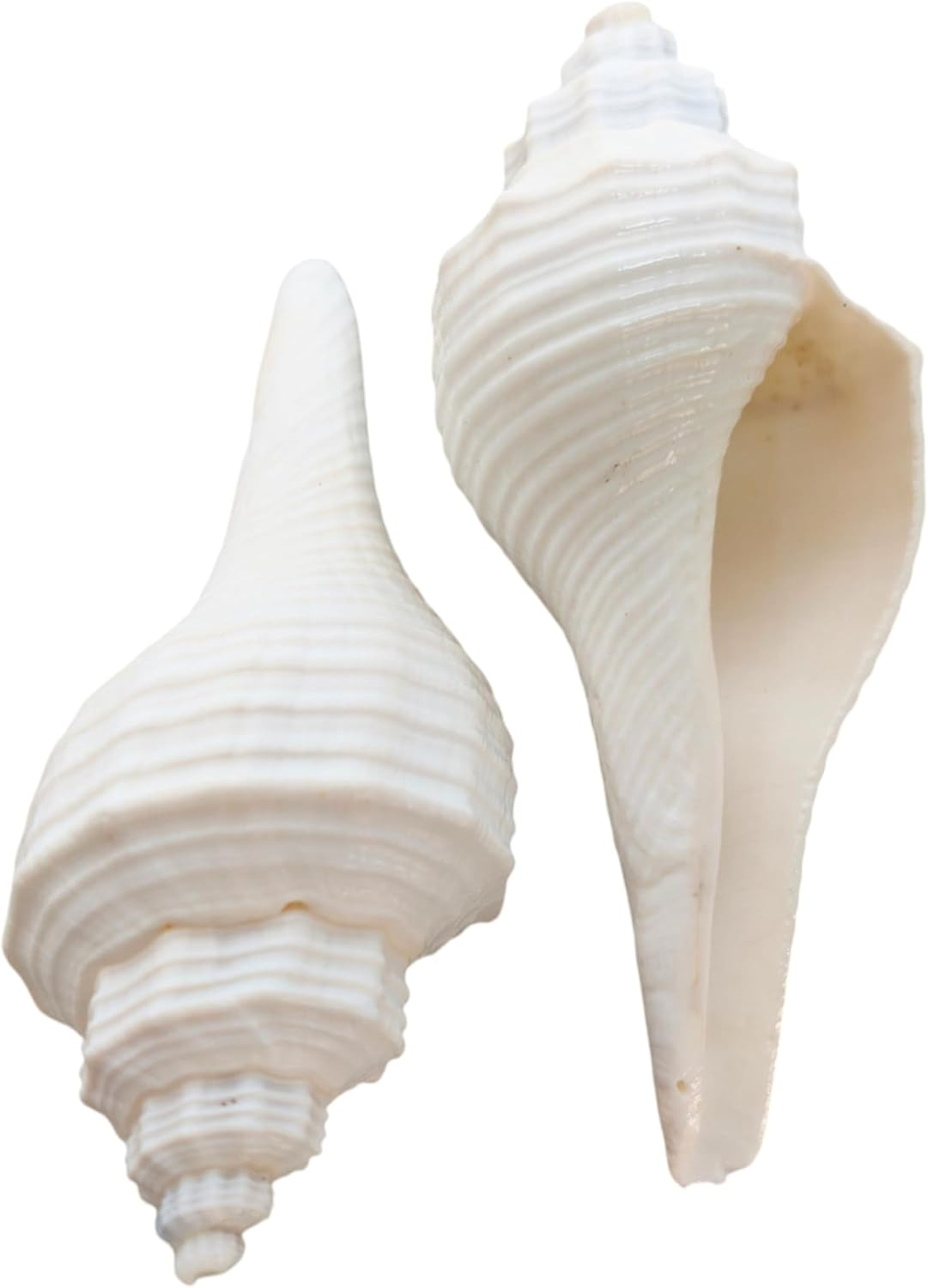 Decorative Shankh 2 Inch (Set of 2) &ndash; Auspicious Conch Shells for Pooja, Vastu, and Home Decor | Hindu Ritual Shankh for Mandir, Spiritual Gift, Temple Decoration, and Positive Energy image number 4