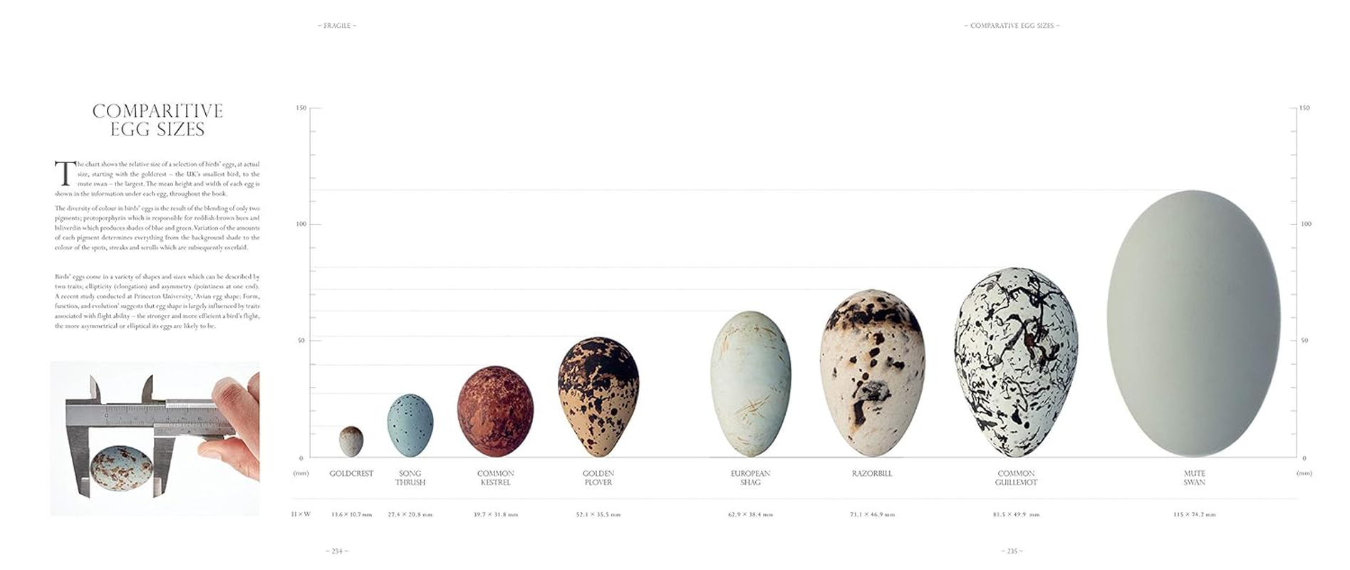 Fragile: Birds, Eggs and Habitats image number 2