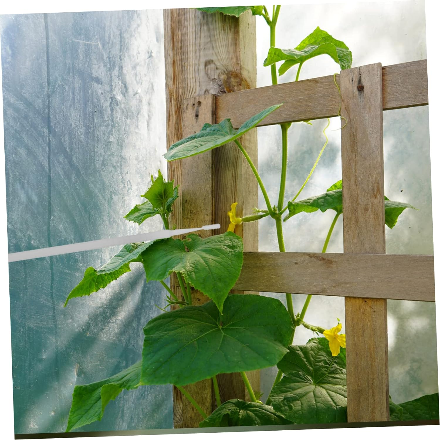 20Pcs Manual Plant Pollinator Tool for Vegetable and Fruit Trees, Portable White Gardening Pollination Brushes for Outdoor Fruit and Flower Pollinating image number 3