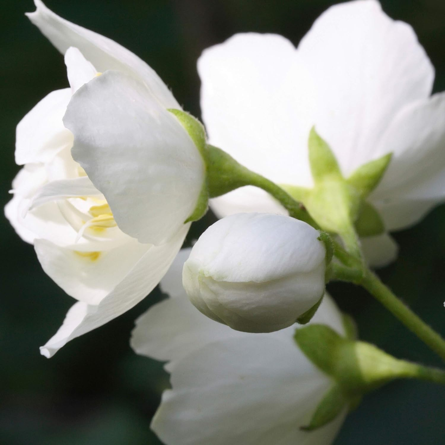 Paul Sebastian Benefit Paul Sebastian Design Cologne Spray for Women, 100Ml (DESF4001) image number 6