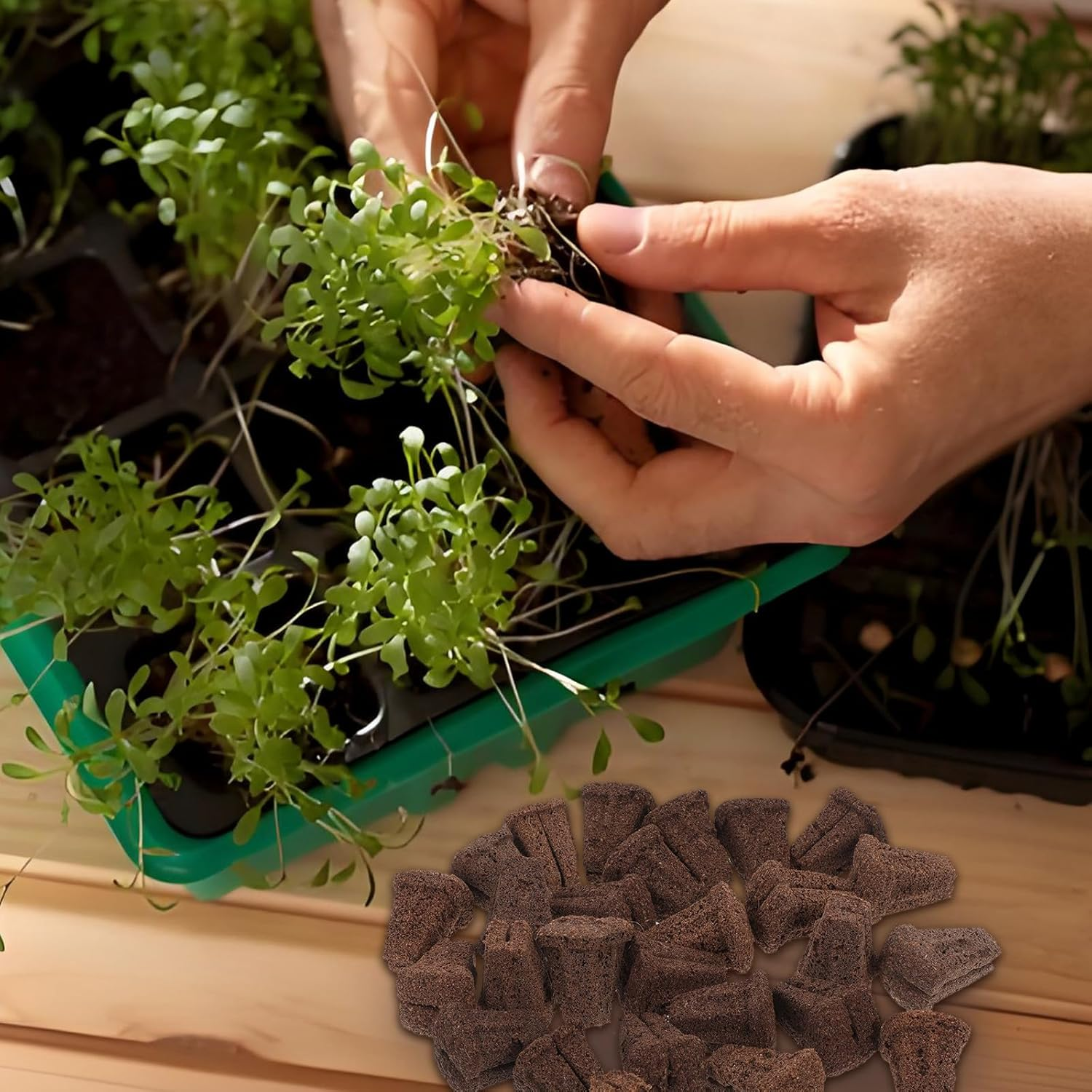 Angoily 30Pcs Hydroponic Growing Kit Seedling Cubes with Coconut Peat for Indoor Garden Plant Propagation and Water Cultivation, Soilless Hydroponic Starter Supplies for Seed Germination image number 6