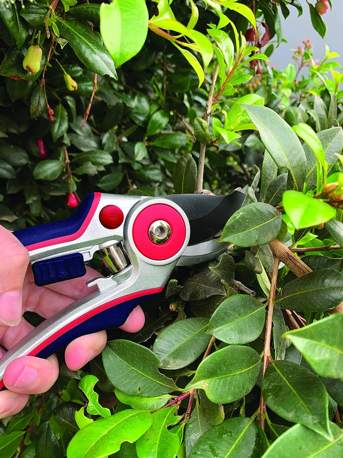 Spear & Jackson Razorsharp Bypass Secateurs with Adjustable Width, Blue/Red