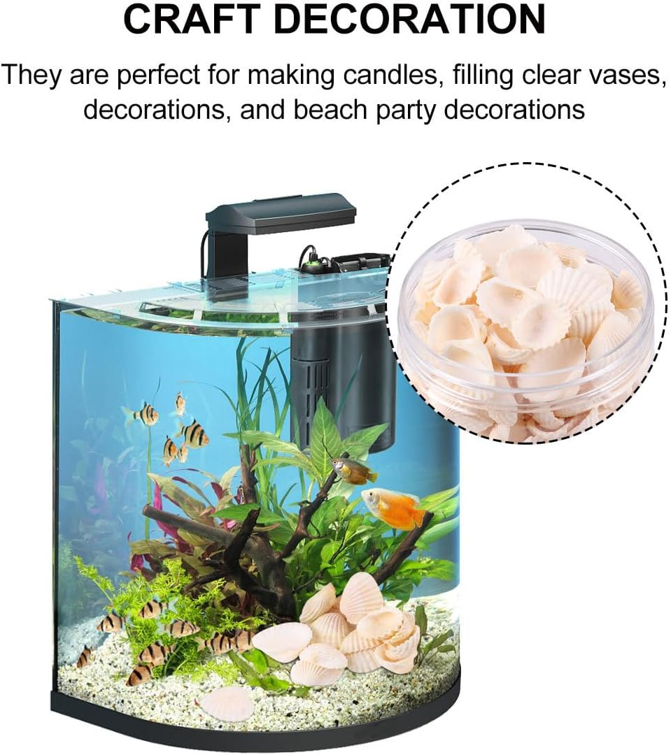 SEWACC 2Pcs Natural Shell Scallop Canned Small White Seashells Micro Landscape Decor Sea Shells Mixed Wishing Bottle Clam Shells for Crafts Beach Shells Seashells for Crafts Sandbag Large