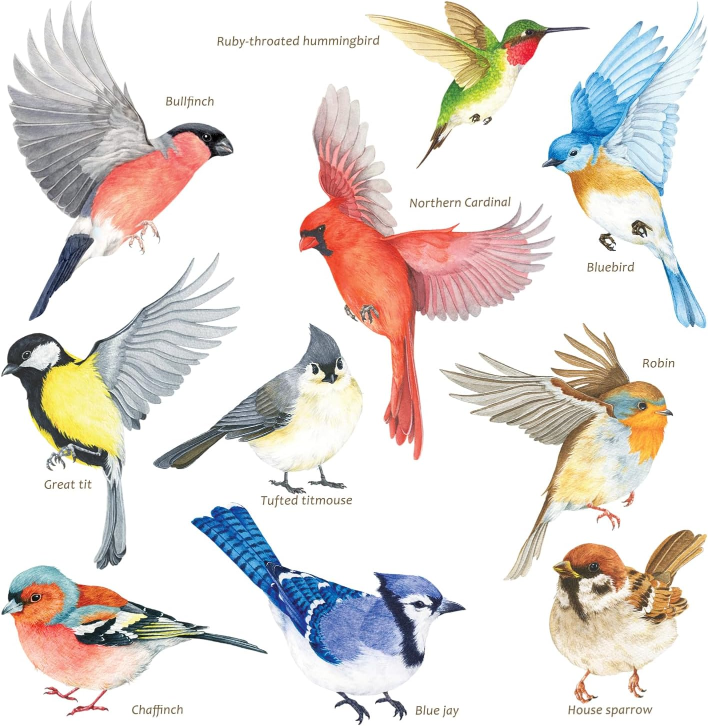 DECOWALL CDS2-9001 Garden Birds Window Clings Stickers Peel and Stick Removable Glass Tint Film Decorations Reuseble Bird Strike Window Decals anti Collision image number 6