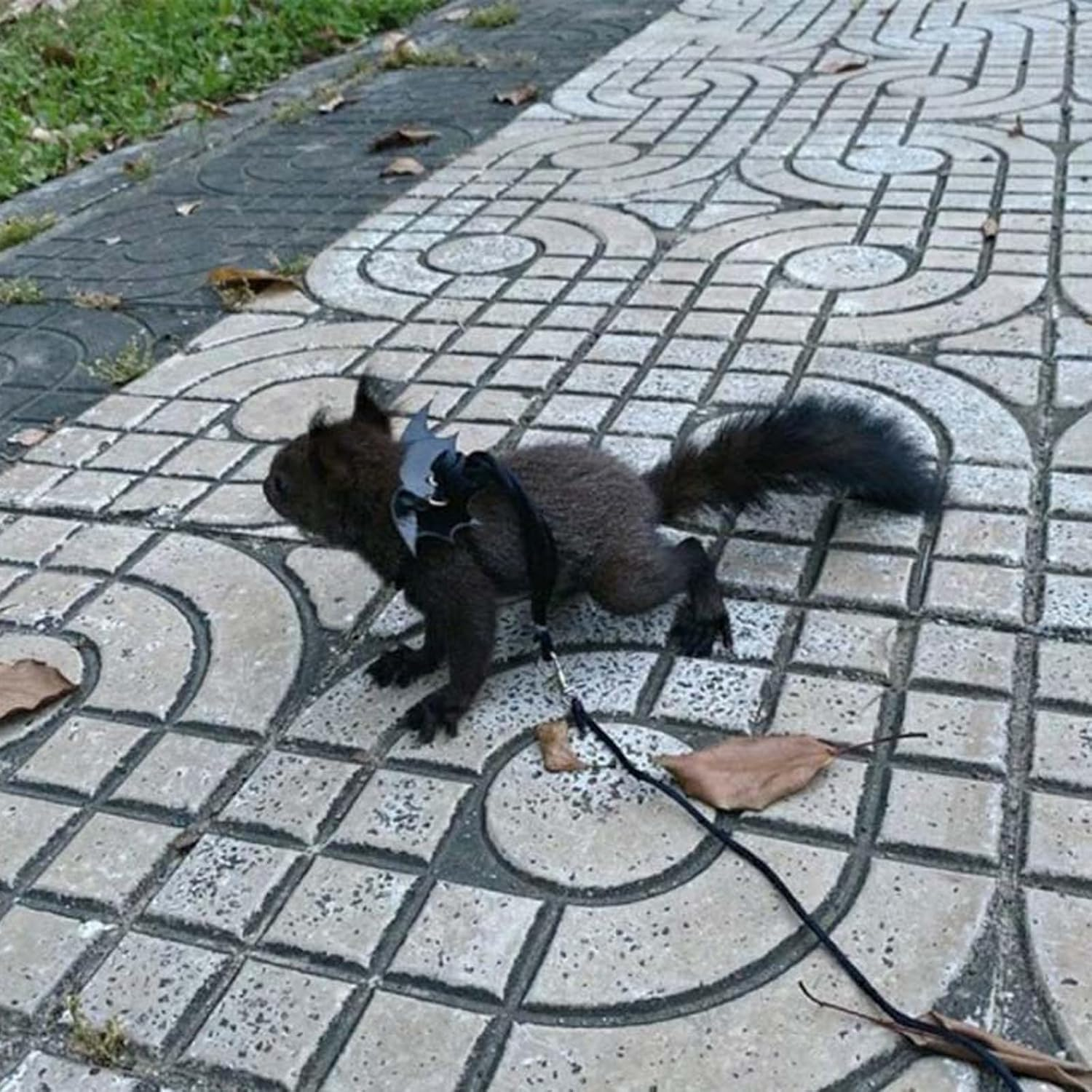 Small Animal Wings Walking Hamster Rope, 2Pcs Small Pet Wings Dragon Harness and Leash,Dragon Leash Harness Bearded Reptile Lizard Rope,Reptile Turtle Leash Gecko Harness Rat Harness and Leash Rope image number 3