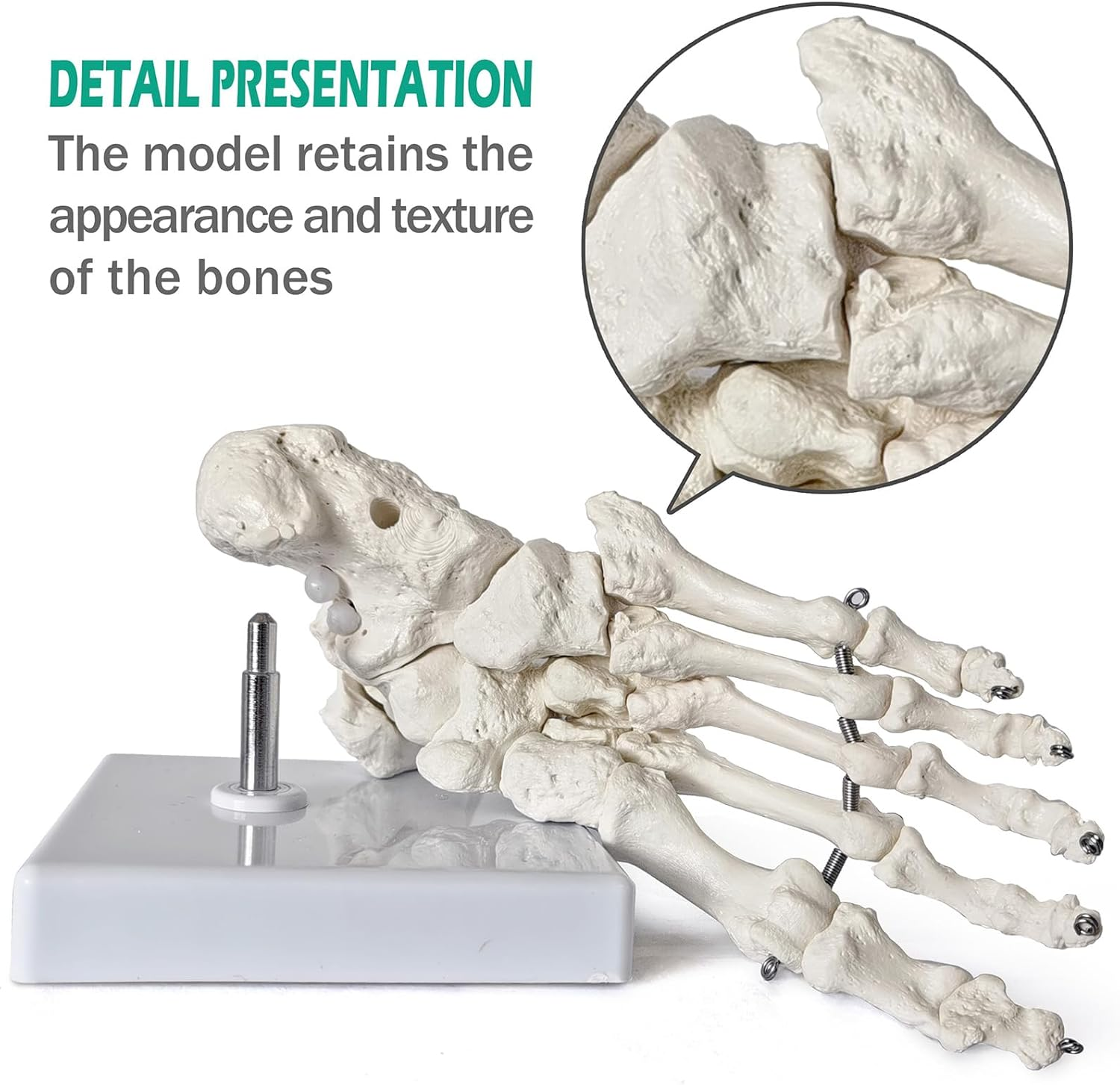 2025 New Design Life Size Medical Human Foot and Ankle Model, Anatomy Foot Skeleton Model W/Tibia Fibula, Right, Fully Articulated, Human Skeleton Model for Medical Study & Science Classroom image number 4
