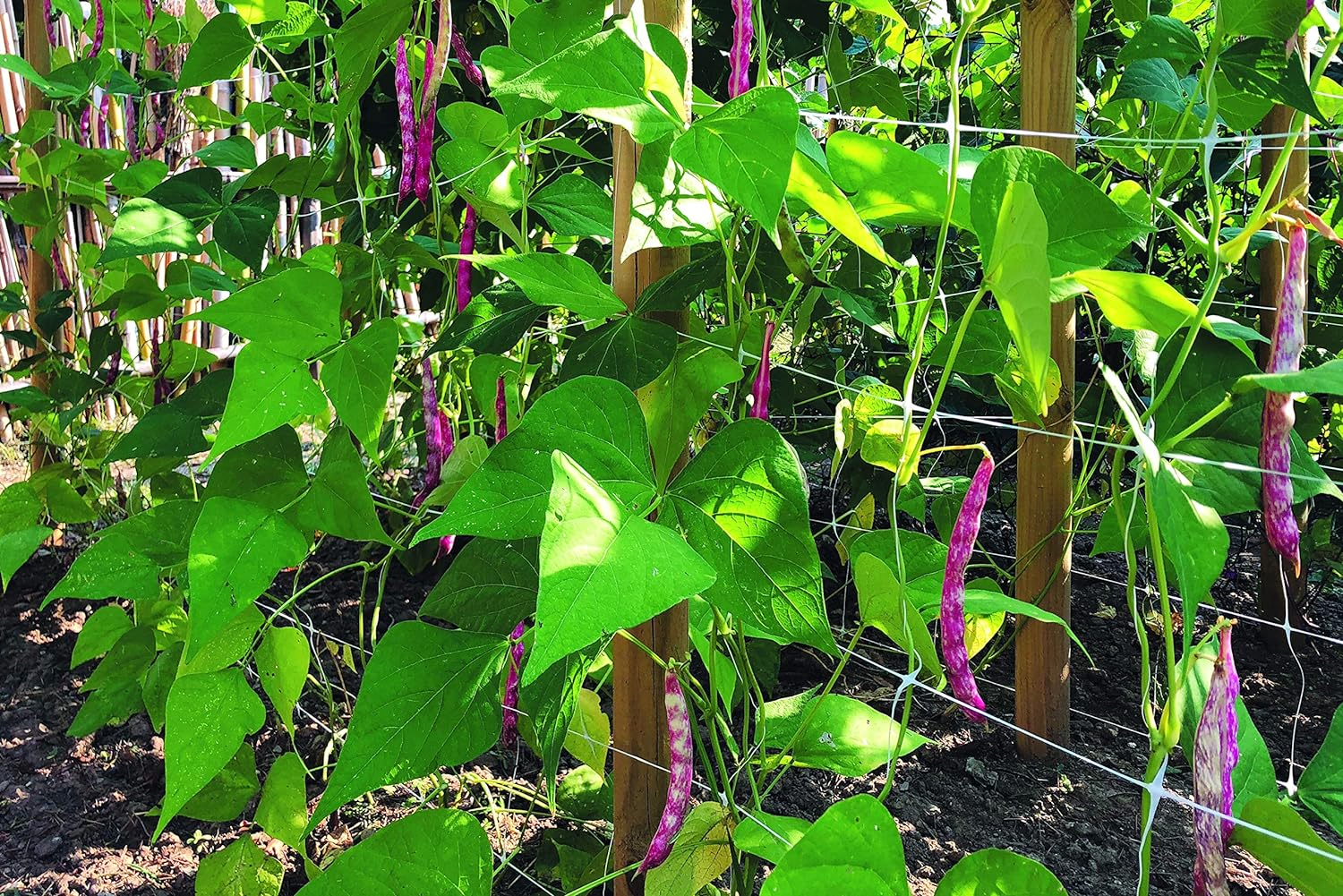 Tenax 100521793 Hortonova SM Plant Trellis Net, 48" X 328' White