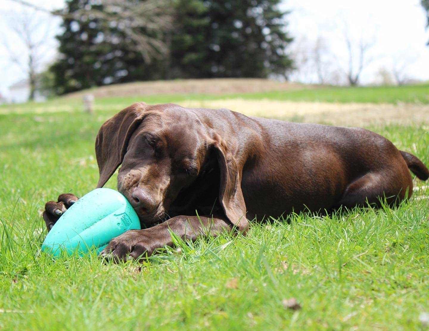 Chew King Premium Treat Dog Toy, XL, Extremely Durable Natural Rubber Toy, Pack of 2, All Breed Sizes image number 1