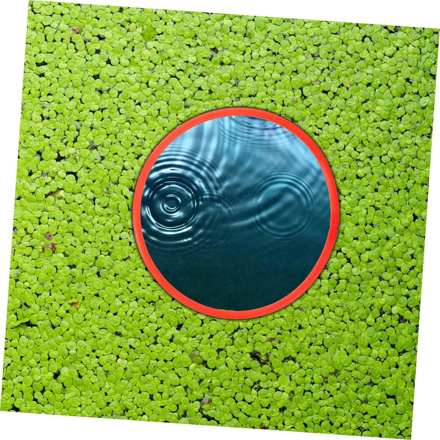 Alasum 6Pcs Floating Duckweed Rings Fish Feeding Circles Reusable Aquarium Floating Plant Intercepting Isolation Rings 16Cm for Fish Tank Breeding and Freshwater Aquatic Pets image number 5
