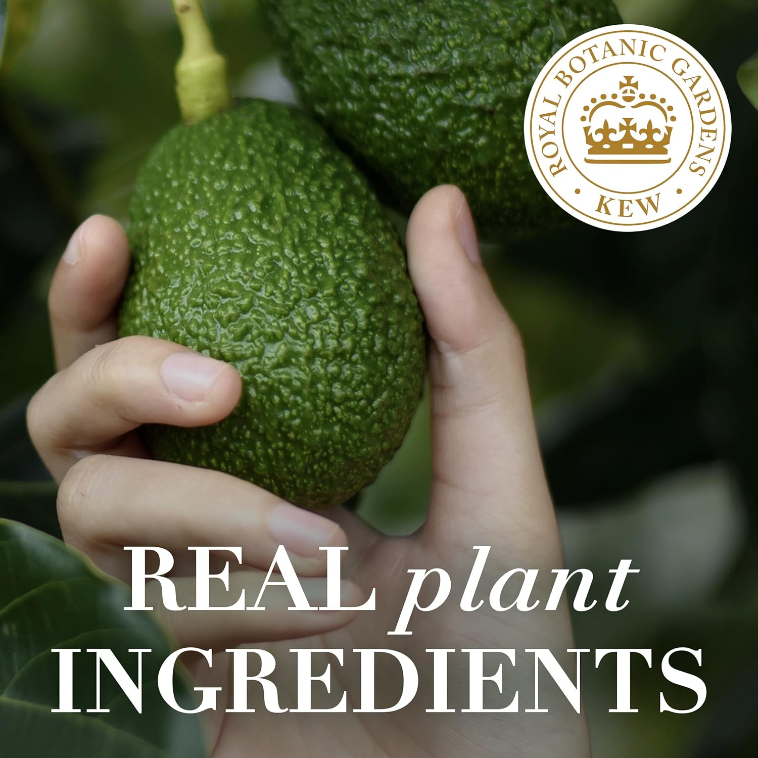 Herbal Essences Bio, Renew Potent Aloe + Avocado Oil Hair and Scalp Shampoo 400Ml image number 7