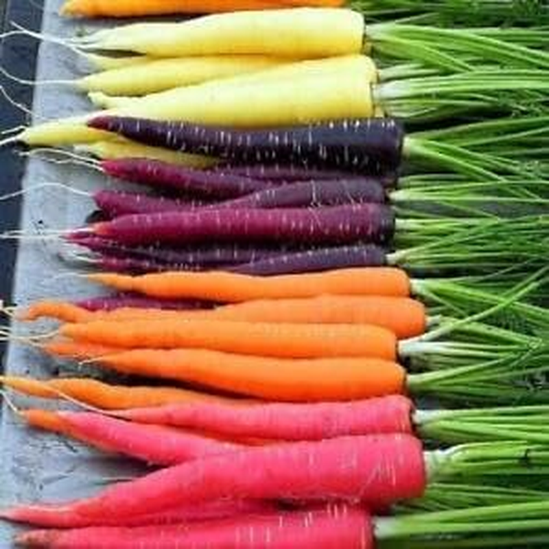 Carrot Rainbow Mix 150+ Seeds Colorful Heirloom Kid&rsquo;S Garden