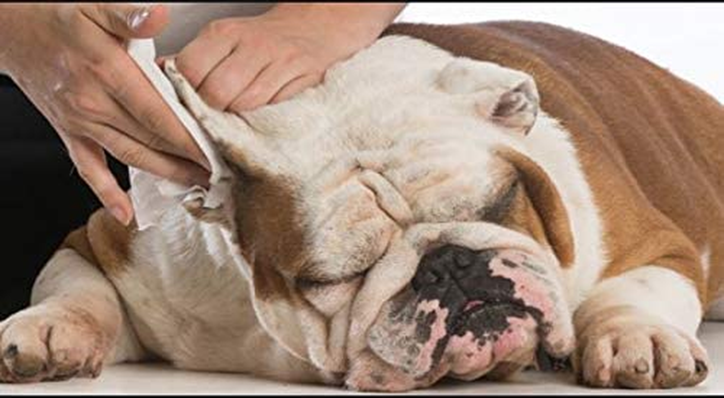 Douxo Pyo Pads 2 Pack of 30 Unscented Dishwasher Pads image number 4