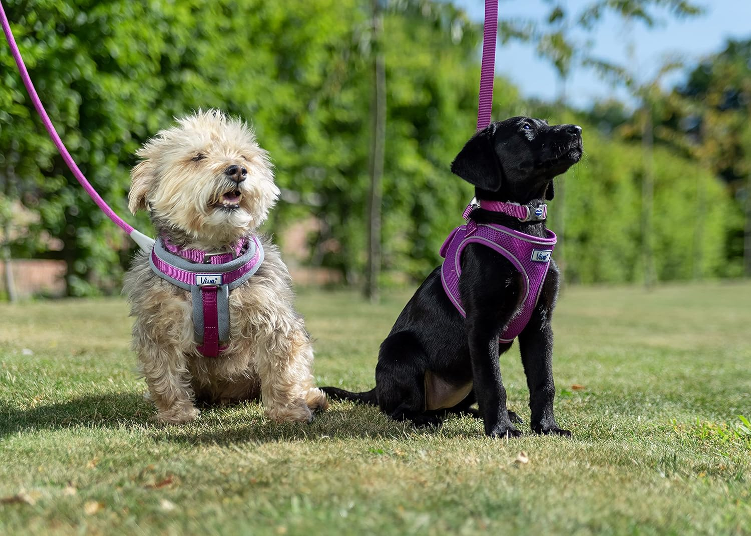 Ancol Padded Nylon Dog Lead, 1 M X 12 Mm, Purple image number 1
