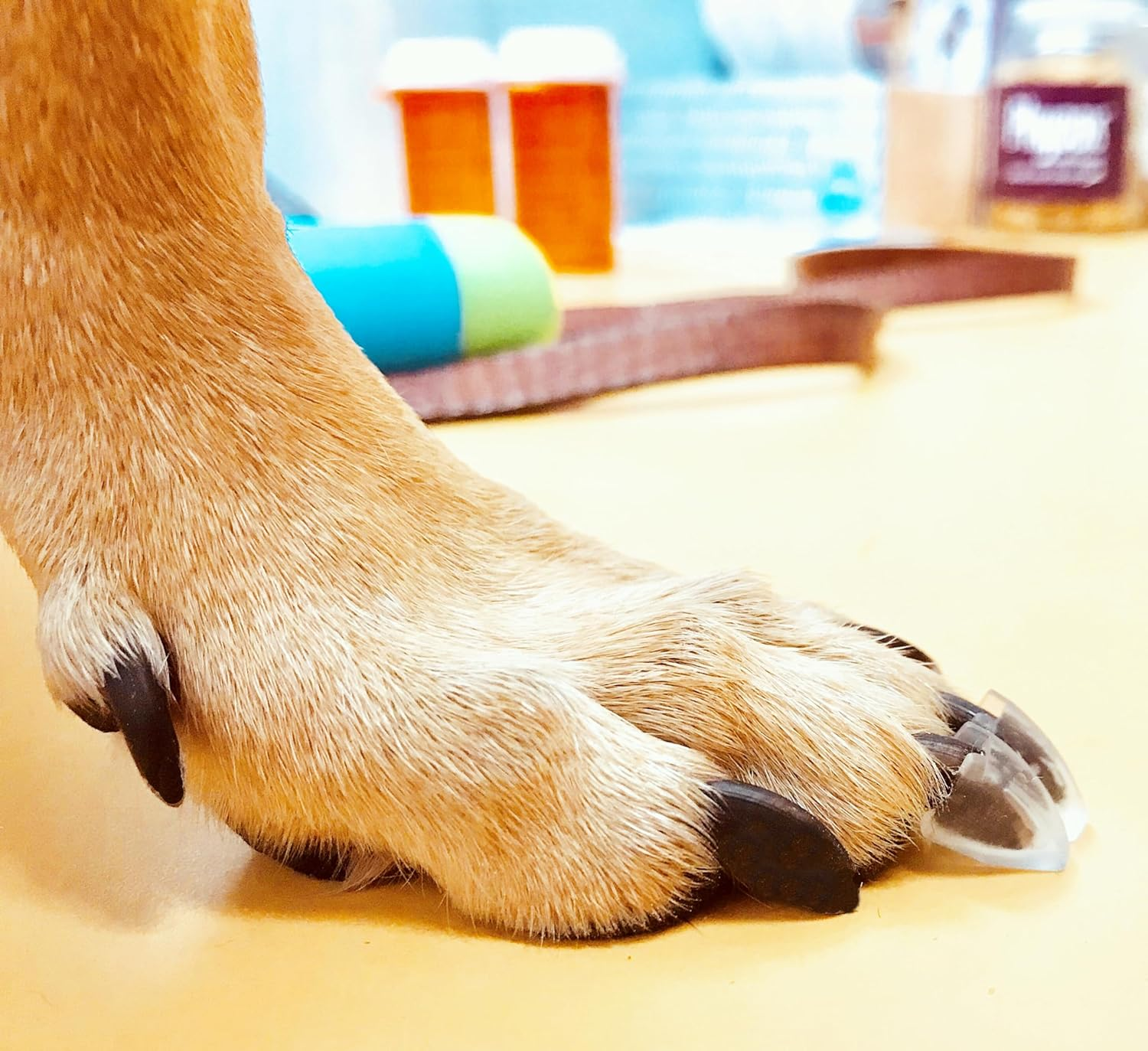 Dr. Mchenry'S Dog Toe Treads, Set of 24, Adhesive, Cleaning Brush, Increased Traction, Dog Mobility Support, X-Large Kit- Weight: 60-150 Lbs. 1.6 Oz. image number 5