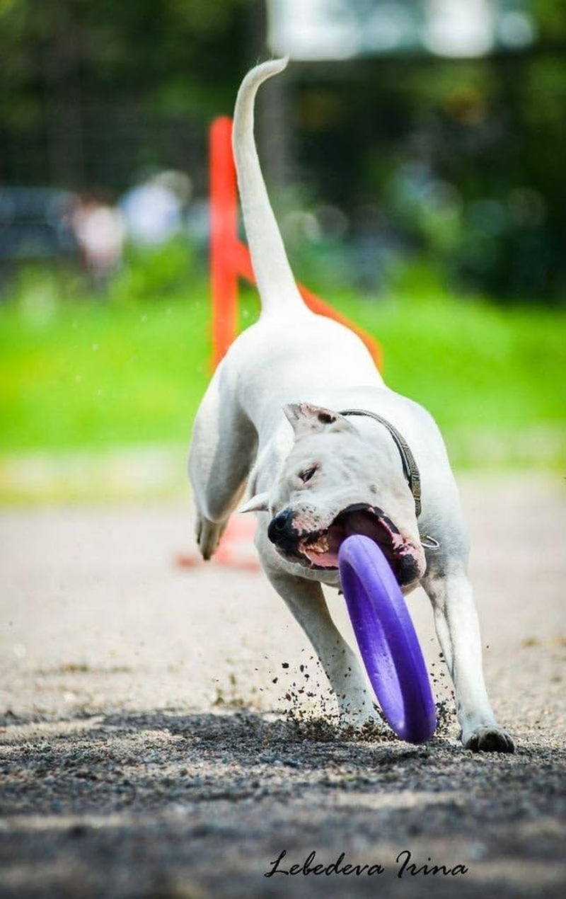 Puller Standard Two Rings Not Just Toy for Dogs Active Toy for Dogs Fitness Toys for Dogs Ideal for Medium and Large Breeds Dog image number 1