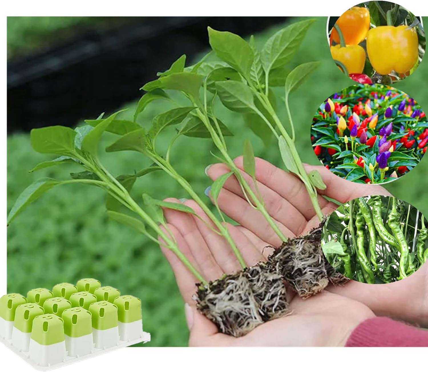 5Pcs Reusable Seed Starter Tray, Silicone Seeding Starter with Flexible Pop-Out Cells (60 Cells in Total), Plant Growing Trays for Seed Starter, Indoor Greenhouse Seeding Planting Growing(5Pcs,Green) image number 4