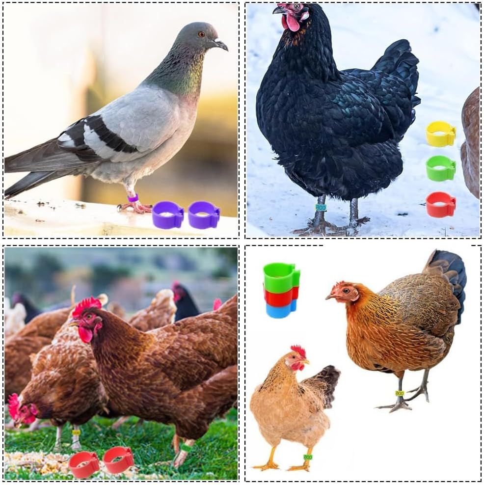 100Pcs Clip on Leg Rings Band Foot, 16Mm Chicken Leg Bands, 001-100 Numbered Pigeon Foot Rings Birds Tags Leg Bands Clip, 5 Colors Numbered, for Poultry Legs,Gamefowl,Ducks,Goose, Bird Identification image number 2