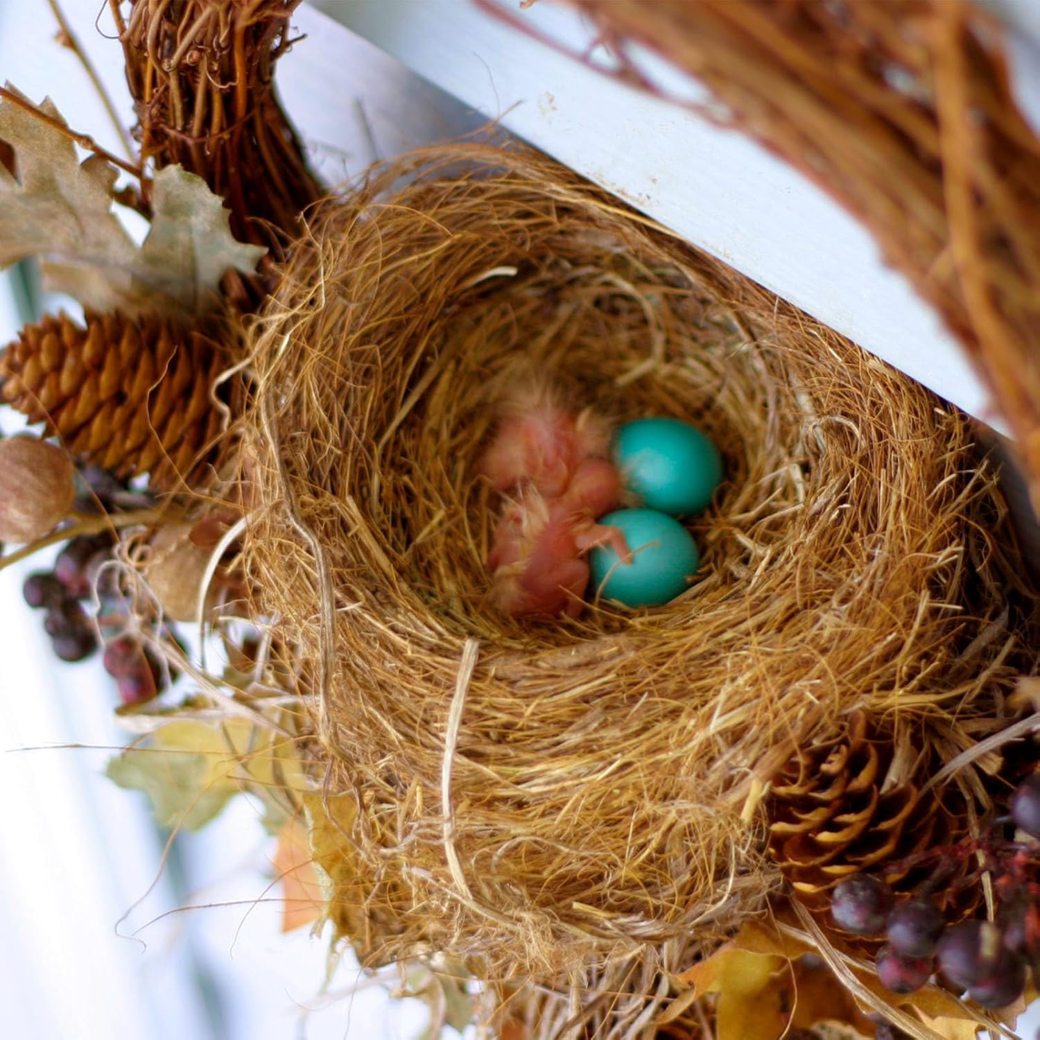 Natural Coconuts Fiber for Bird Nest, 500G Bird Nesting Material image number 6