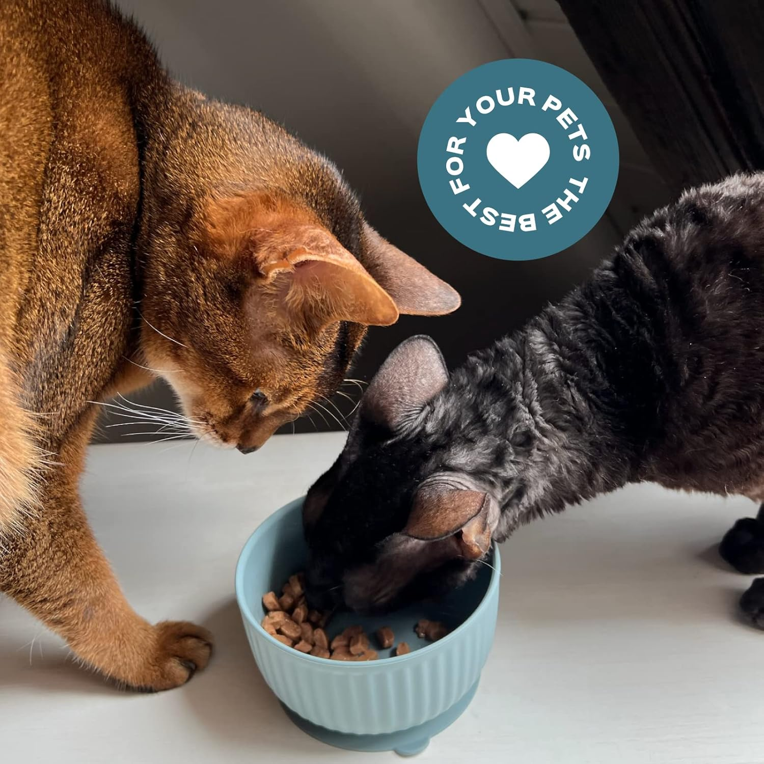 Cat Bowls with Suction Cup 13 Oz &mdash; Elevated Silicone Pet Dish with Non-Slip Bottom for Dry Food, Wet Food and Water &mdash; Silicone Water Bowl for Small Dog, Rabbit, Kittens &mdash; Microwave & Dishwasher Safe