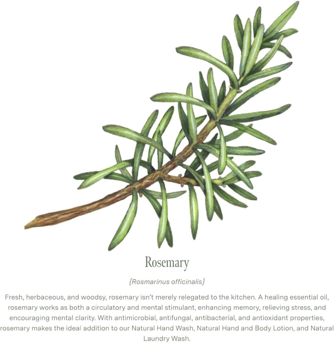 Koala Eco Lemon Scented Eucalyptus and Rosemary Natural Hand and Body Lotion - 500 Ml image number 2