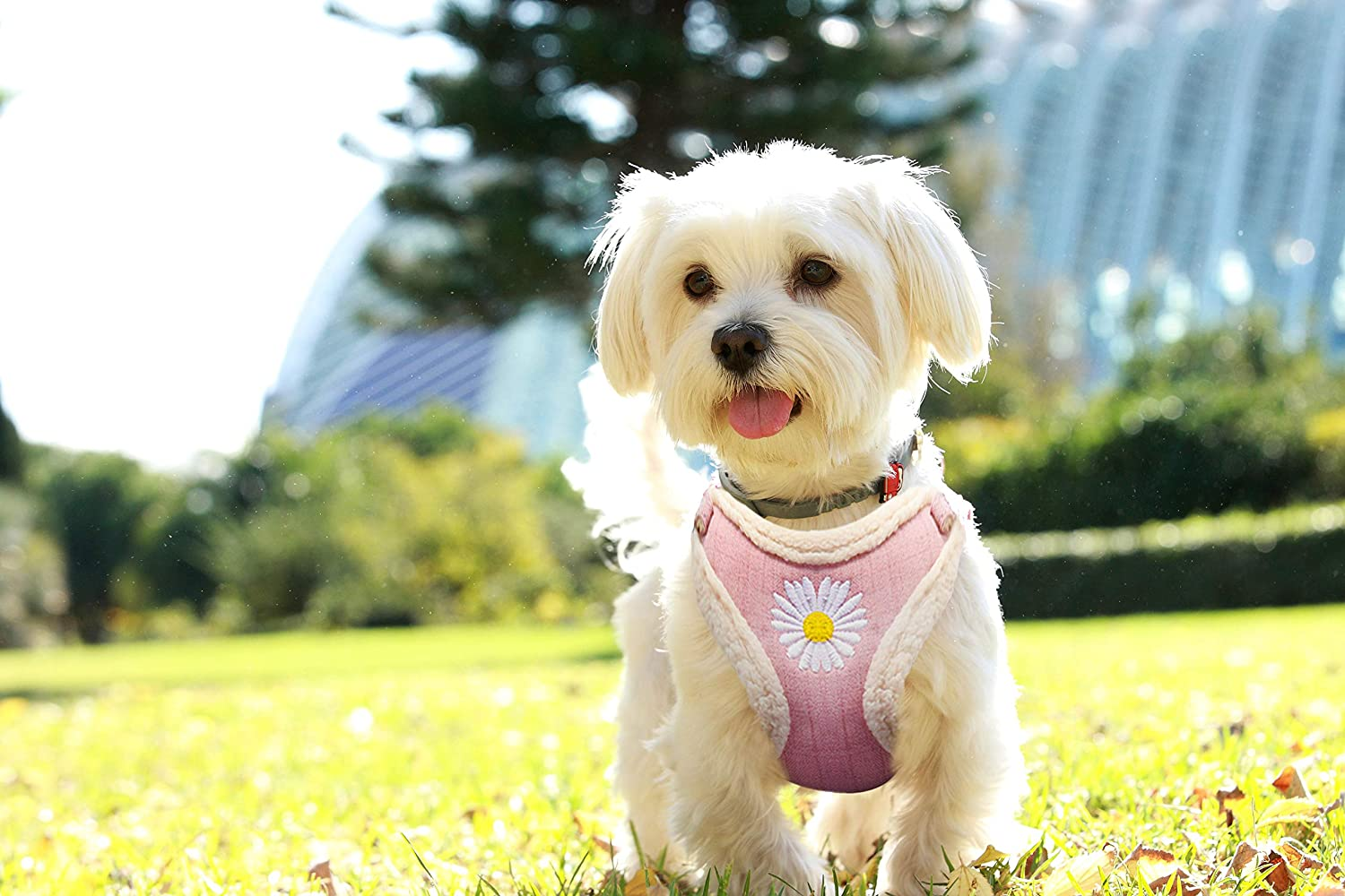 IDOLPET Cat Harness and Leash Set for Walking - Escape Proof, Cute Daisy Design for Kittens and Small Dogs, Comfortable Soft Lightweight Outdoor Vest (Pink Plush, Small) image number 6