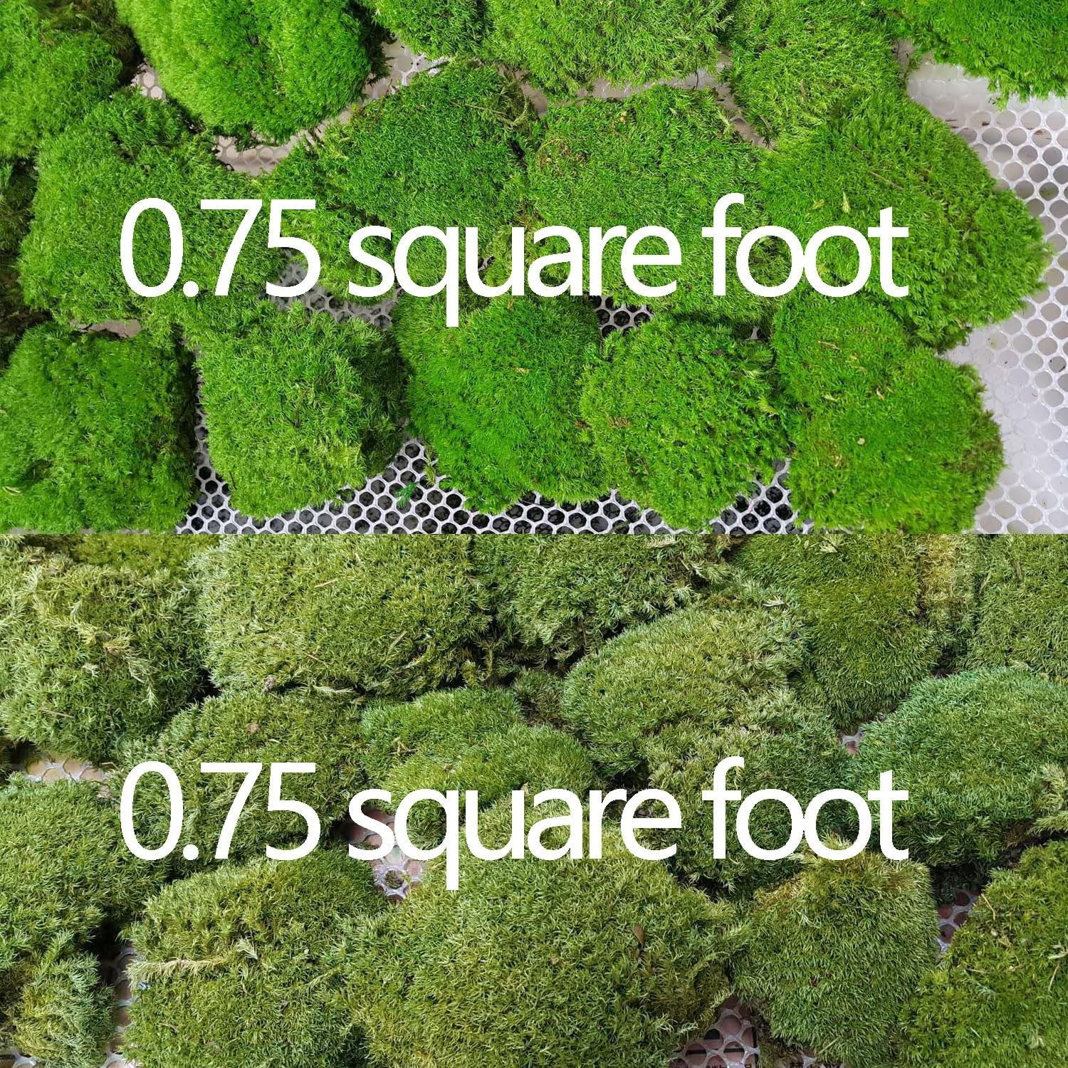 Prefleur 2 Color Mix Pack Preserved Pole Moss Pillow Bun Cushion Natural DIY Kit Art Wall Decor Florist Easter Table Wedding (1.5 Sq.Ft, Green-A, Green-B)