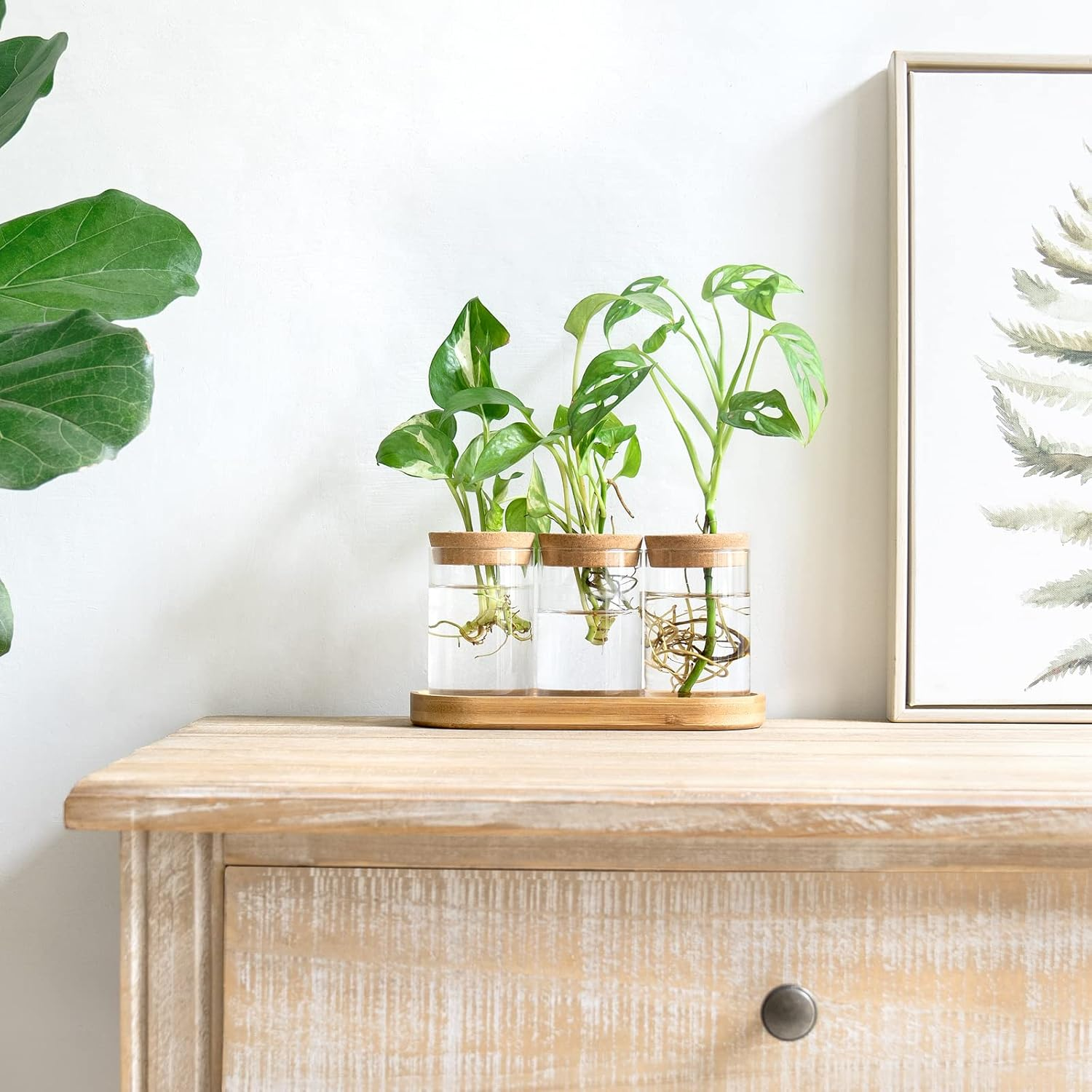 Dahey Plant Propagation Terrarium Desktop Glass Planter Station Water Planting Glass Vase with Lid and Wooden Stand for Propagating Hydroponic Plants Centerpiece Office Home Garden Decor, 3 Pcs image number 4