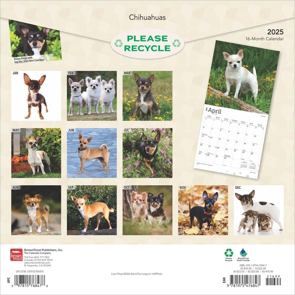 Chihuahuas | 2025 12 X 24 Inch Monthly Square Wall Calendar | Plastic-Free | Browntrout | Animals Small Dog Breeds Puppies image number 6